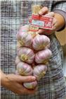 Lautrec´s pink garlic in a 1kg braid