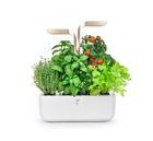 Bluetooth Connect Edition Indoor Garden White and Gold Genuine connected