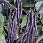 Purple Queen Bean Seeds